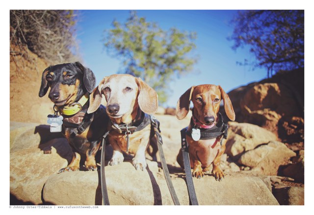 Emily, Rufus & Lily | January 2015. Photo by: Johnny Ortez-Tibbels ©