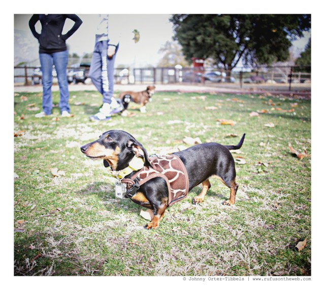 Emily soaking up the attention at Ojai Doxies Meetup | January 2016. Photo by: Johnny Ortez-Tibbels ©