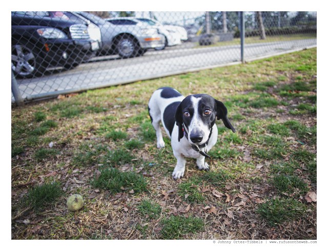 LA Doxies' Monthly Meetup | January 2016. Photo by: Johnny Ortez-Tibbels ©