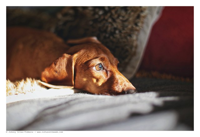 Lily | 2015. Photo by: Johnny Ortez-Tibbels ©