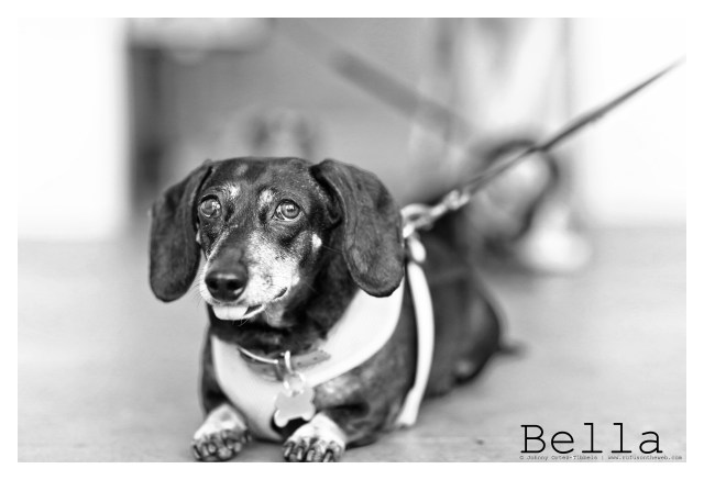 RIP Bella. Photo by: Johnny Ortez-Tibbels ©