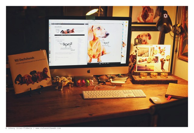 Rufus | February 2016. Photo by: Johnny Ortez-Tibbels © 