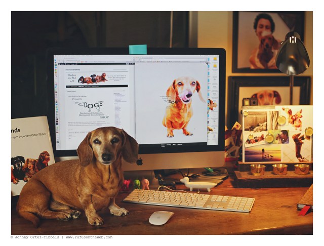 Rufus | February 2016. Photo by: Johnny Ortez-Tibbels © 