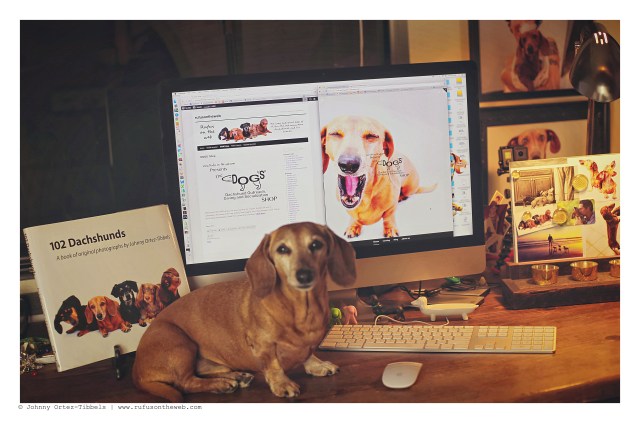 Rufus | February 2016. Photo by: Johnny Ortez-Tibbels © 