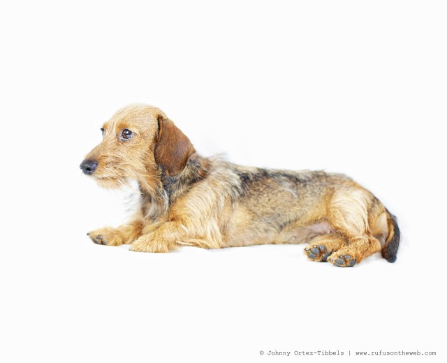 Olga Rose | 2015. Photo by: Johnny Ortez-Tibbels © 