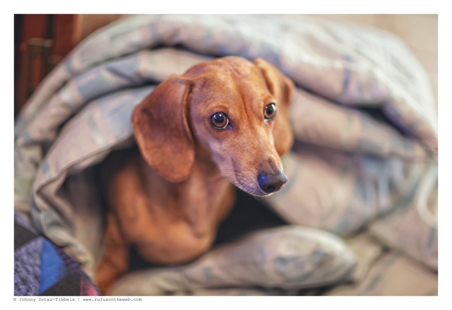 Milo | February 2016. Photo by: Johnny Ortez-Tibbels © 