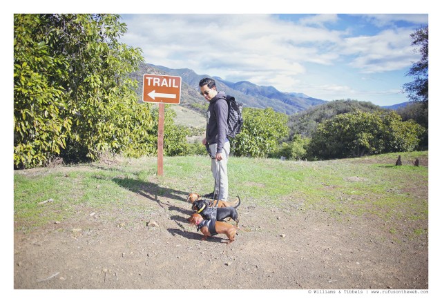Rufus, Emily, Lily & their human | February 2016. Photo by: Williams & Tibbels © 