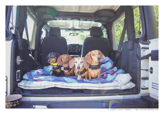 Emily, Lily, Rufus & Milo | February 2016. Photo by: Johnny Ortez-Tibbels ©