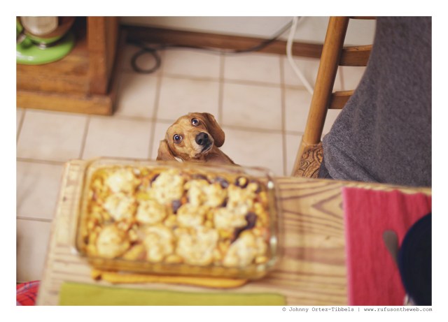 Milo | February 2016. Photo by: Johnny Ortez-Tibbels © 