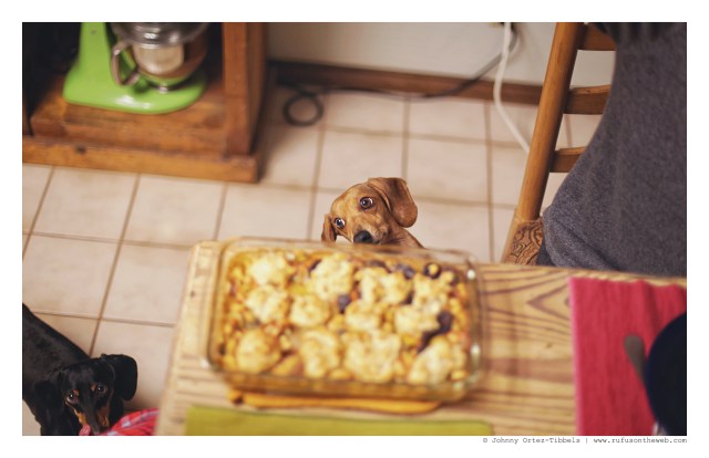 Milo (& Emily) | February 2016. Photo by: Johnny Ortez-Tibbels © 