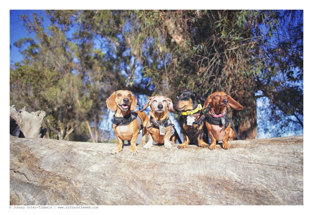 Milo, Rufus, Emily & Lily | February 2016. Photo by: Johnny Ortez-Tibbels © 