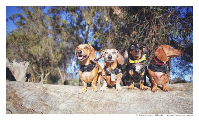 Milo, Rufus, Emily & Lily | February 2016. Photo by: Johnny Ortez-Tibbels © 