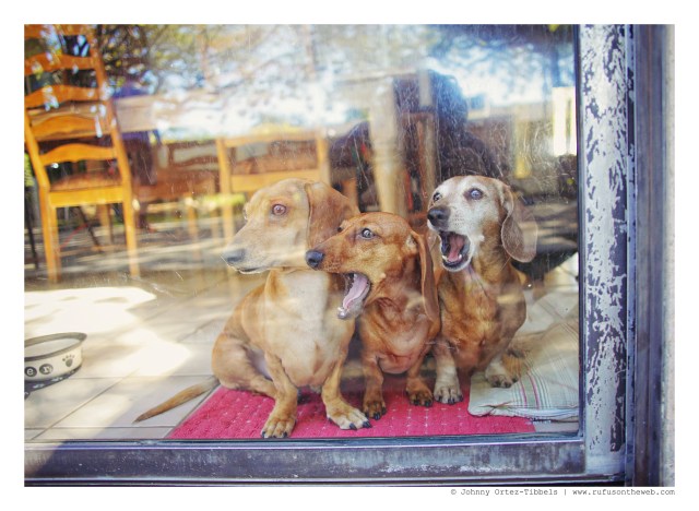 Milo, Lily & Rufus | February 2016. Photo by: Johnny Ortez-Tibbels © 