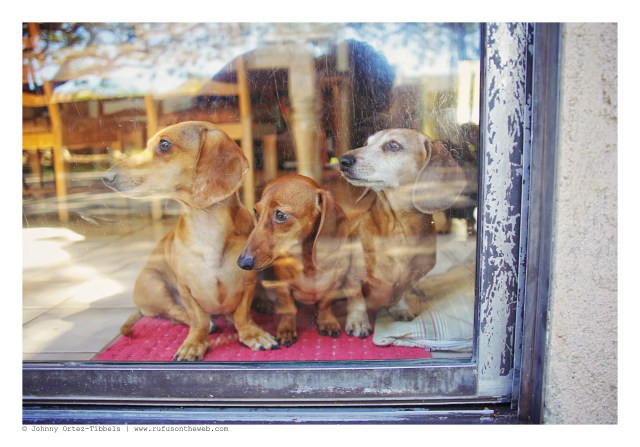Milo, Lily & Rufus | February 2016. Photo by: Johnny Ortez-Tibbels © 