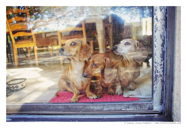 Milo, Lily & Rufus | February 2016. Photo by: Johnny Ortez-Tibbels © 