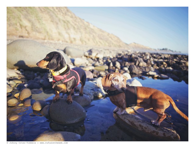 Emily & Rufus | February 2016. Photo by: Johnny Ortez-Tibbels ©