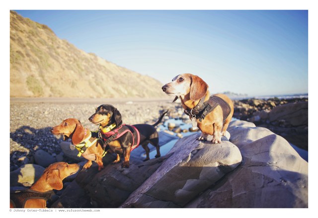 Milo, Lily, Emily & Rufus | February 2016. Photo by: Johnny Ortez-Tibbels ©