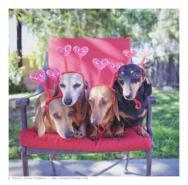 Milo, Rufus, Lily & Emily | February 2016. Photo by: Johnny Ortez-Tibbels © 