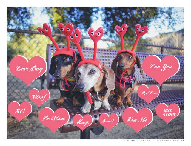 Emily, Rufus & Lily | February 2016. Photo by: Johnny Ortez-Tibbels © 