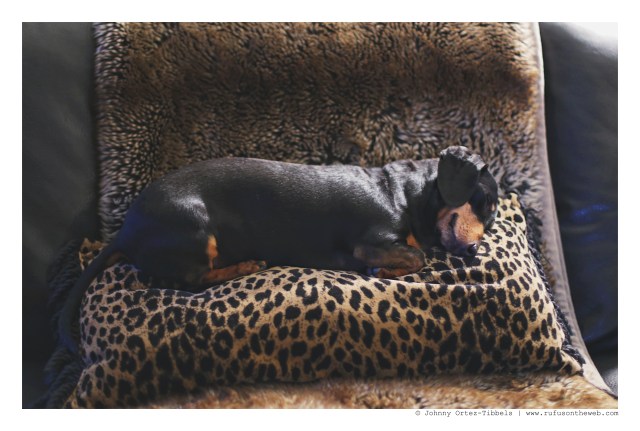 Emily | February 2016. Photo by: Johnny Ortez-Tibbels © 