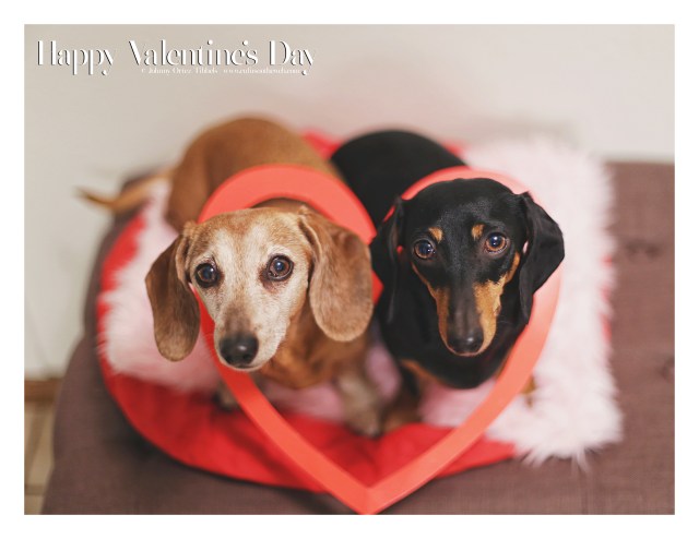 Rufus & Emily | February 2016. Photo by: Johnny Ortez-Tibbels © 