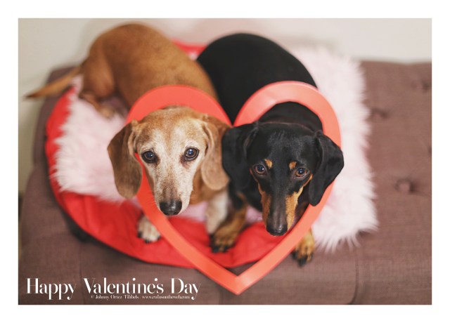 Rufus & Emily | February 2016. Photo by: Johnny Ortez-Tibbels © 