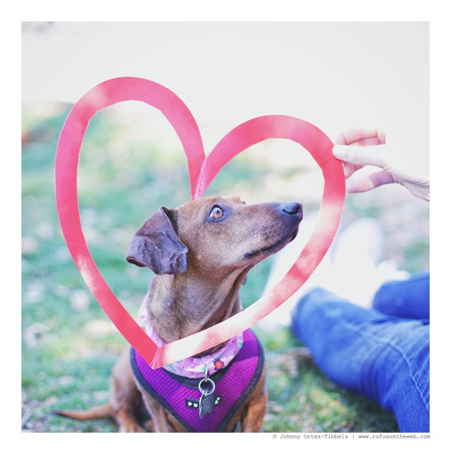 Penny | February 2016. Photo by: Johnny Ortez-Tibbels © 