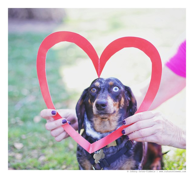 Bella | February 2016. Photo by: Johnny Ortez-Tibbels © 