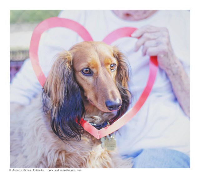 Zorro | February 2016. Photo by: Johnny Ortez-Tibbels © 