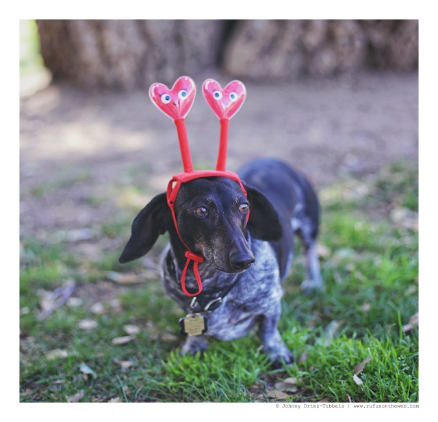 Davy Jones | February 2016. Photo by: Johnny Ortez-Tibbels © 