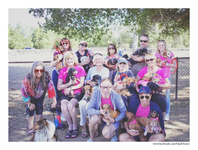 Ojai Doxies Monthly Meetup Group | February 2016. Photo by: Johnny Ortez-Tibbels © 