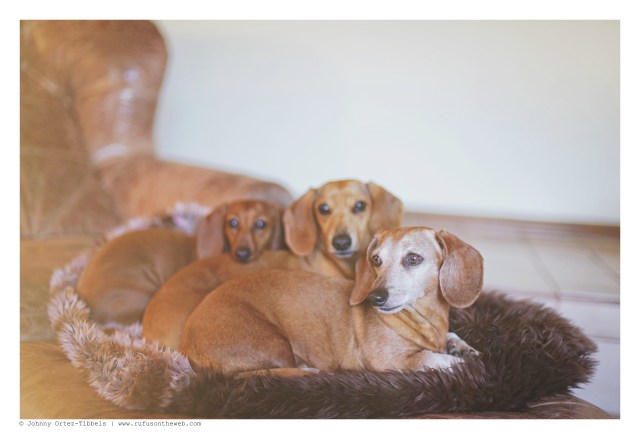 Rufus, Milo & Lily | February 2016. Photo by: Johnny Ortez-Tibbels © 