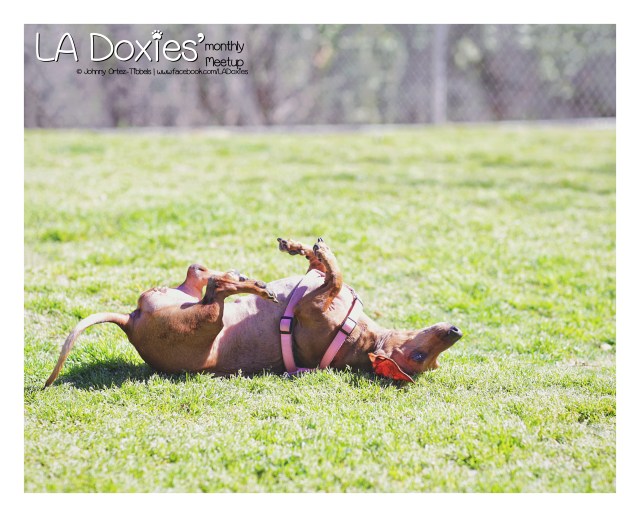 LA Doxies' Monthly Meetup | February 2016. Photo by: Johnny Ortez-Tibbels ©