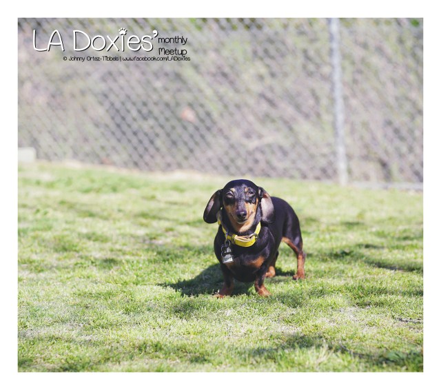 LA Doxies' Monthly Meetup | February 2016. Photo by: Johnny Ortez-Tibbels © 