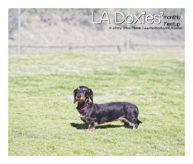 LA Doxies' Monthly Meetup | February 2016. Photo by: Johnny Ortez-Tibbels ©