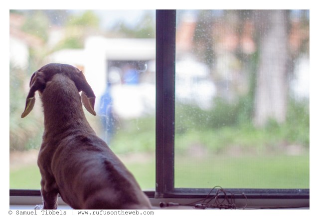 Rufus | March 2016. Photo by: Samuel Tibbels © 