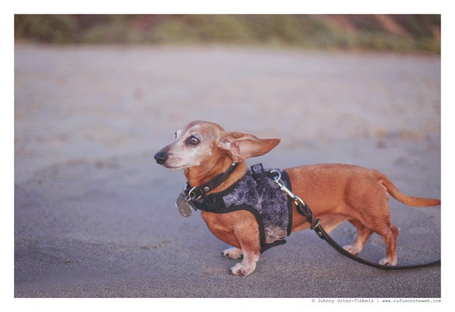 Rufus | March 2016. Photo by: Johnny Ortez-Tibbels © 