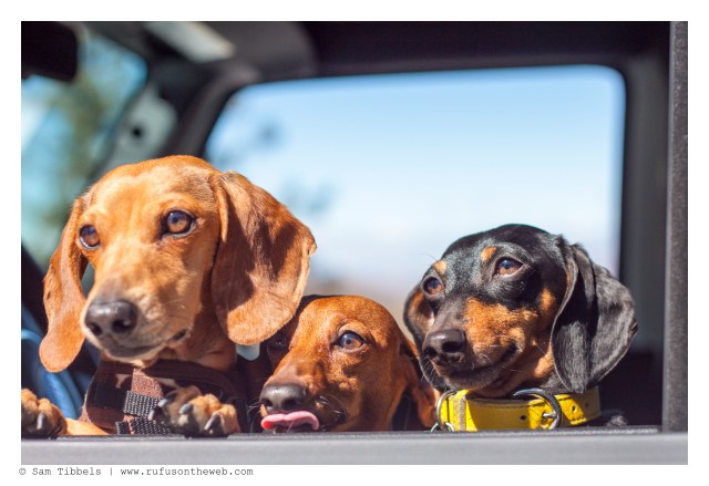 Milo, Lily & Emily | March 2016. Photo by: Sam Tibbels © 