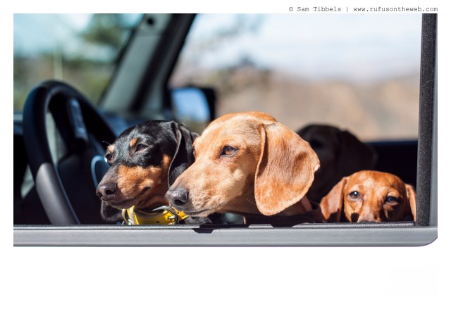 Emily, Milo & Lily | March 2016. Photo by: Sam Tibbels © 