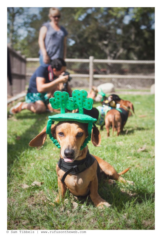 Milo | March 2016.  Photo by: Sam Tibbels © 