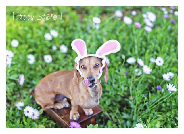 Milo | March 2016. Photo by: Johnny Ortez-Tibbels © 