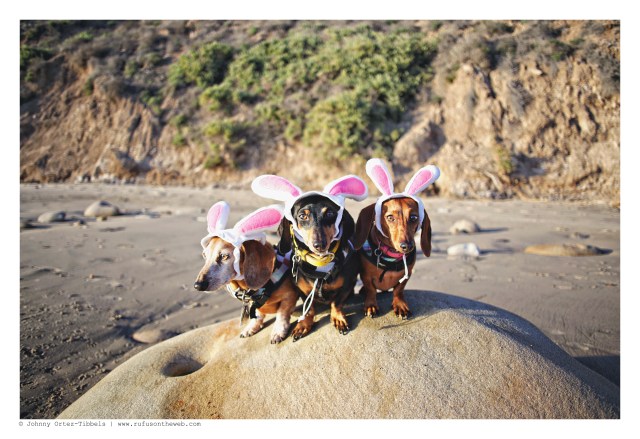 Rufus, Emily & Lily | March 2016. Photo by: Johnny Ortez-Tibbels ©