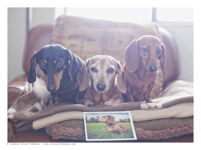 Emily, Rufus & Lily | March 2016. Photo by: Johnny Ortez-Tibbels ©