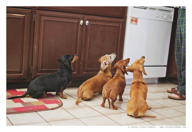 Emily, Rufus, Lily & Milo | April 2016. Photo by: Johnny Ortez-Tibbels ©