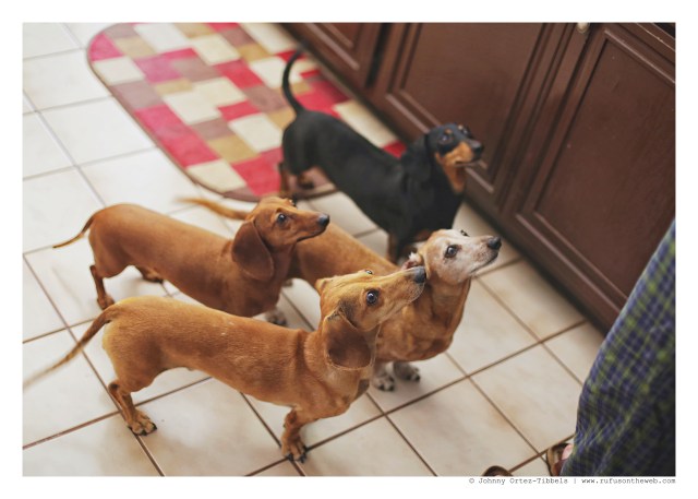 Emily, Lily, Rufus & Milo | April 2016. Photo by: Johnny Ortez-Tibbels ©