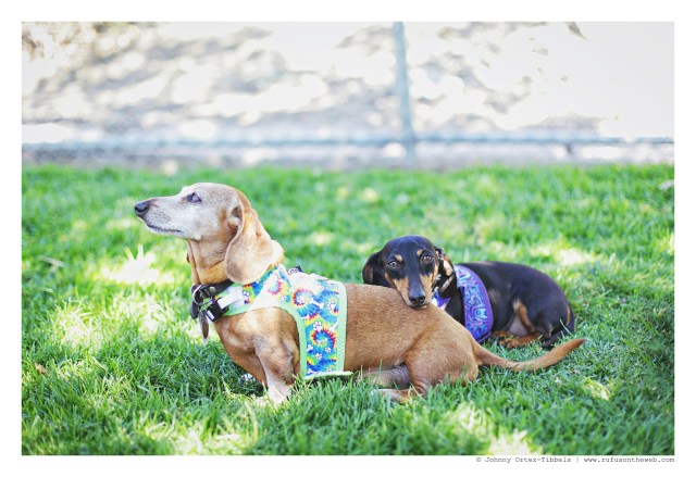 Rufus & Emily | April 2016. Photo by: Johnny Ortez-Tibbels ©