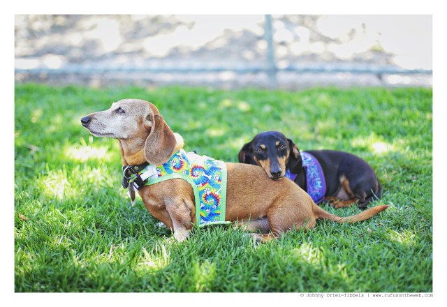 Rufus & Emily | April 2016. Photo by: Johnny Ortez-Tibbels ©