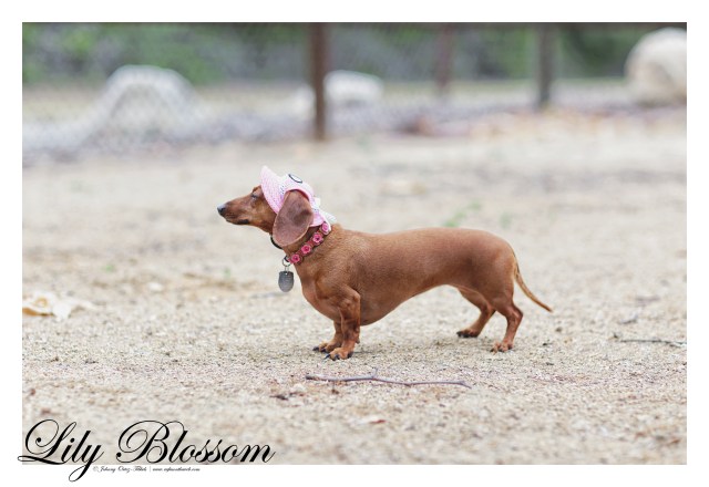 Lily Blossom | May 2016. Photo by: Johnny Ortez-Tibbels ©