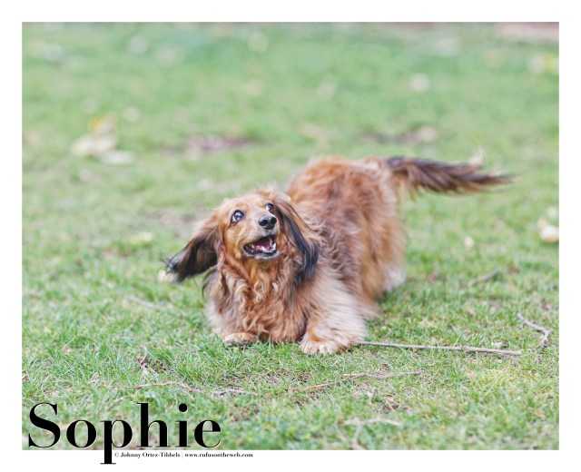 Dachshund, Doxies, Longhairs, Sassy