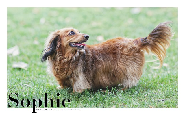 Sassy Sophie | May 2016. Photo by: Johnny Ortez-Tibbels ©